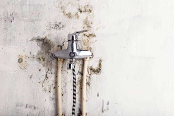 Best Basement Mold Remediation in Ruckersville, VA