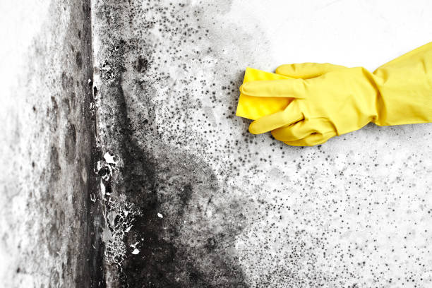 Best Commercial Mold Remediation in Ruckersville, VA