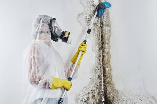 Professional Mold Remediation in Ruckersville, VA
