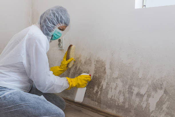 Best Post-Flood Mold Remediation in Ruckersville, VA