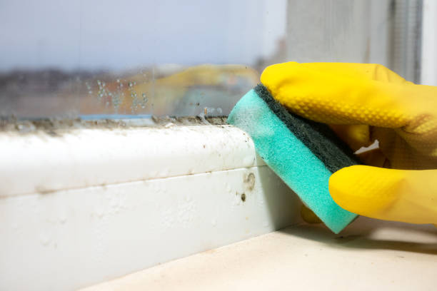Best Mold Testing and Inspection Services in Ruckersville, VA