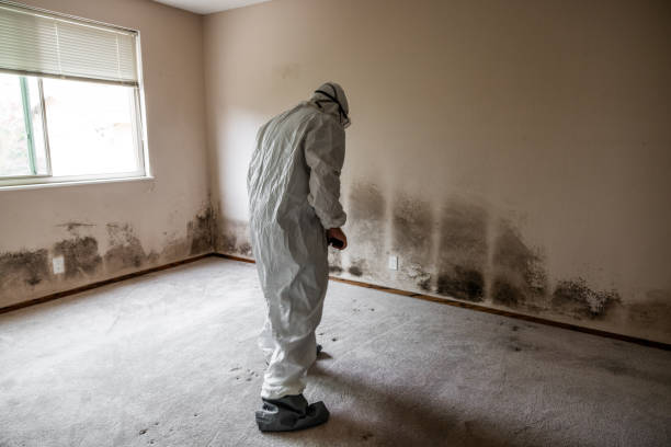 Best Insurance-Related Mold Remediation in Ruckersville, VA